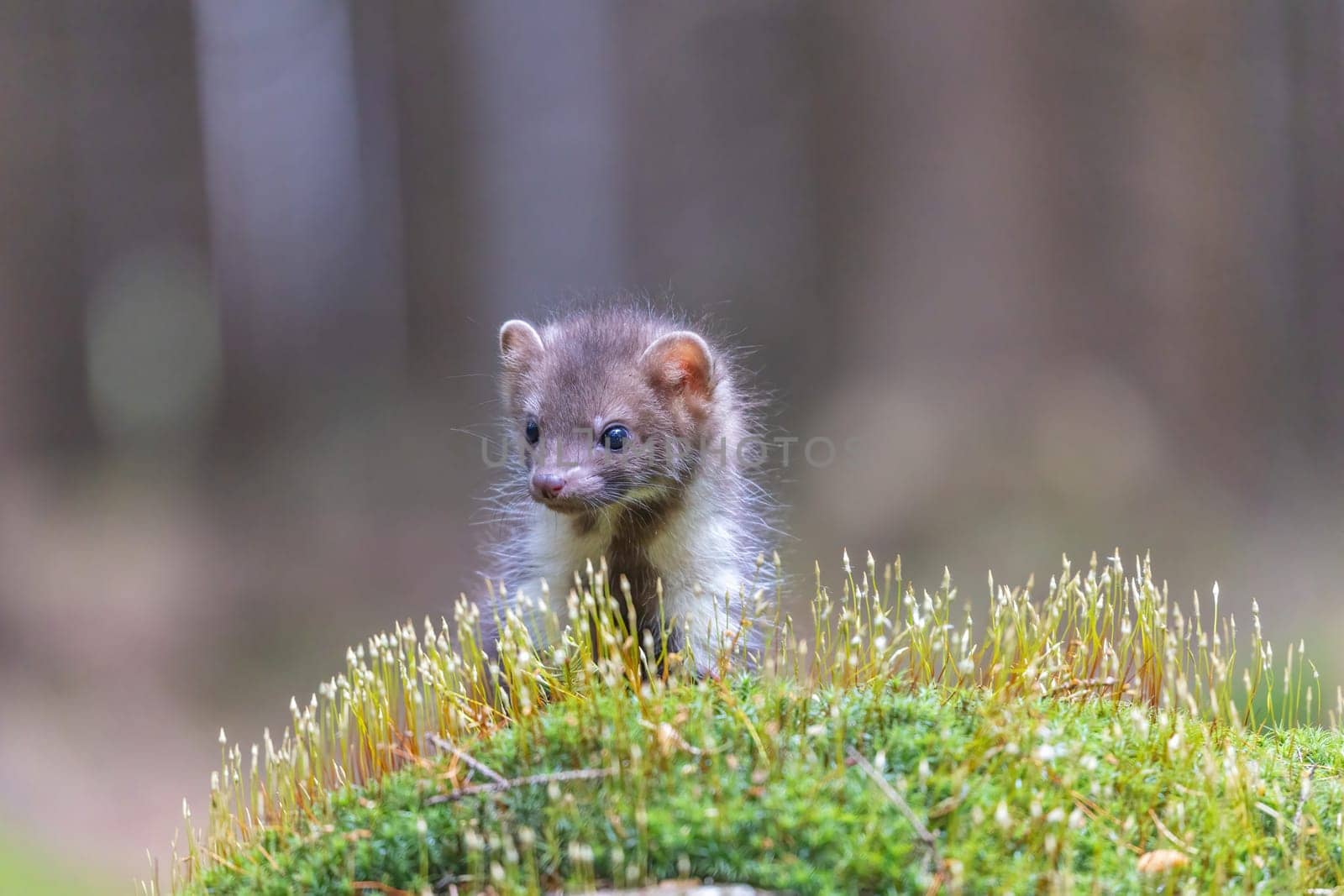 Adorable young marten posing outdoors. Horizontally.