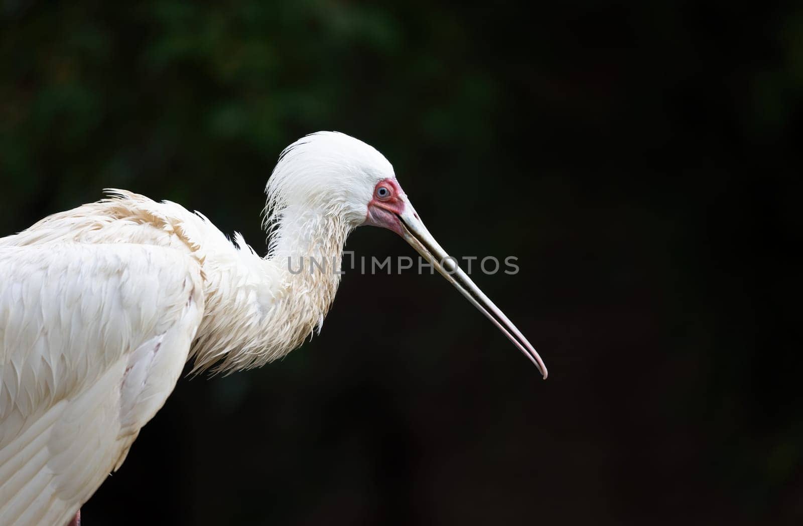 Side view of the African spoonbill bird. Horizontally.