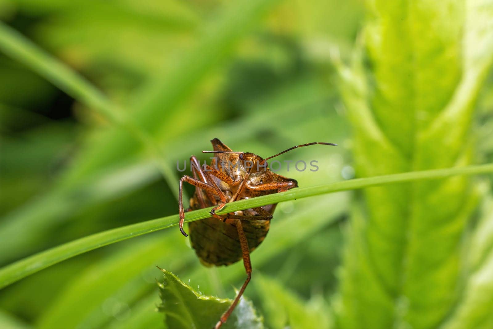 Red-legged shieldbug is climbing a blade of grass. View from below.
