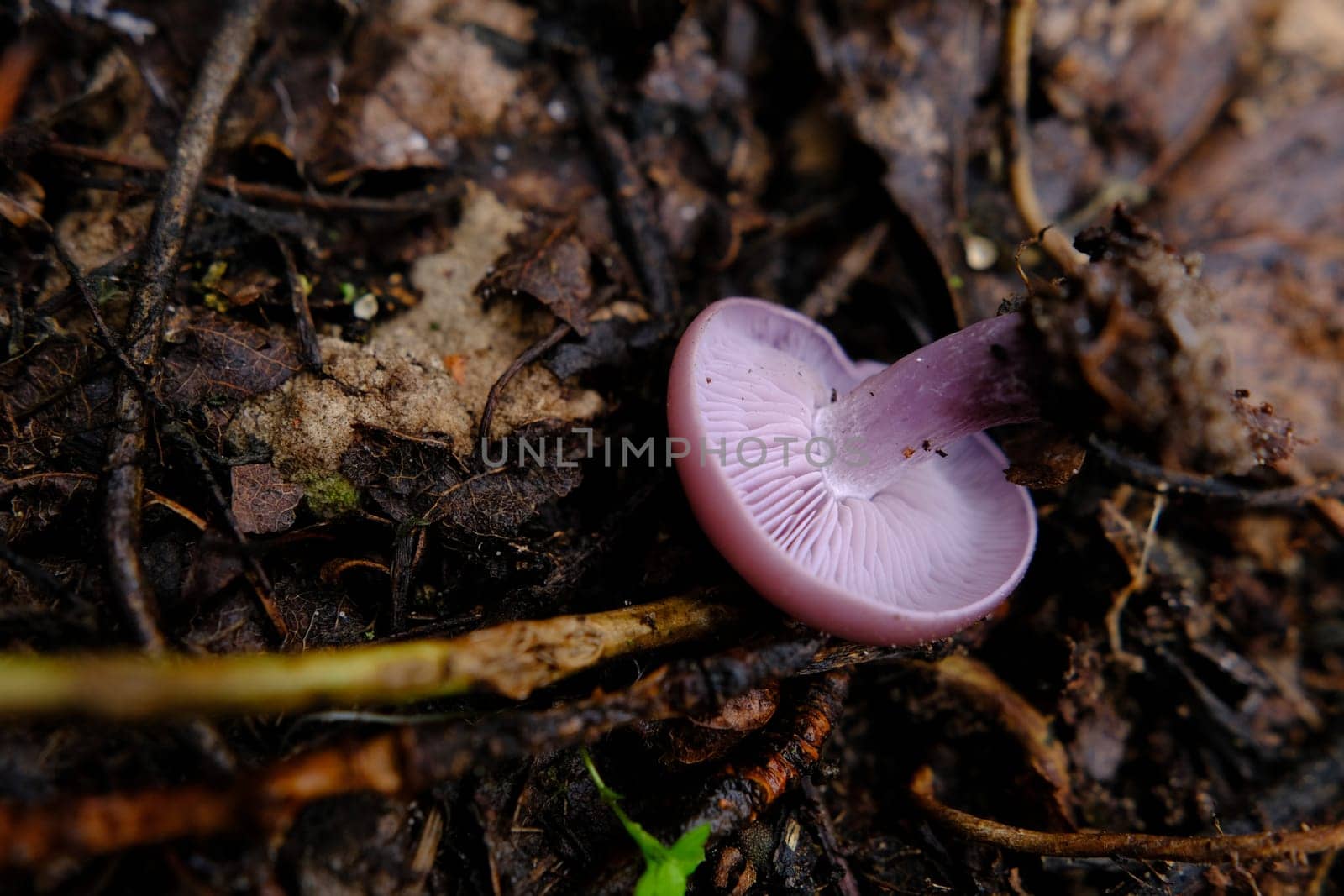 Amazing edible mushroom Lepista nuda commonly known as wood blewit in autumn forest. Ukraine, Europe
