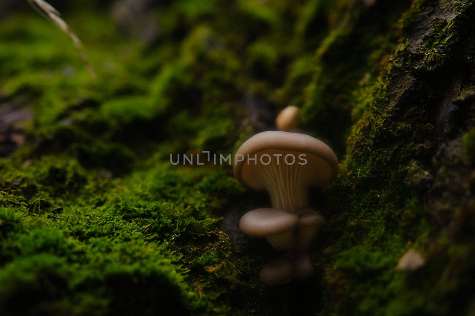 A healthy looking clutch of fresh oyster mushrooms growing out of the base of a dead tree. mushrooms in an autumn forest using.