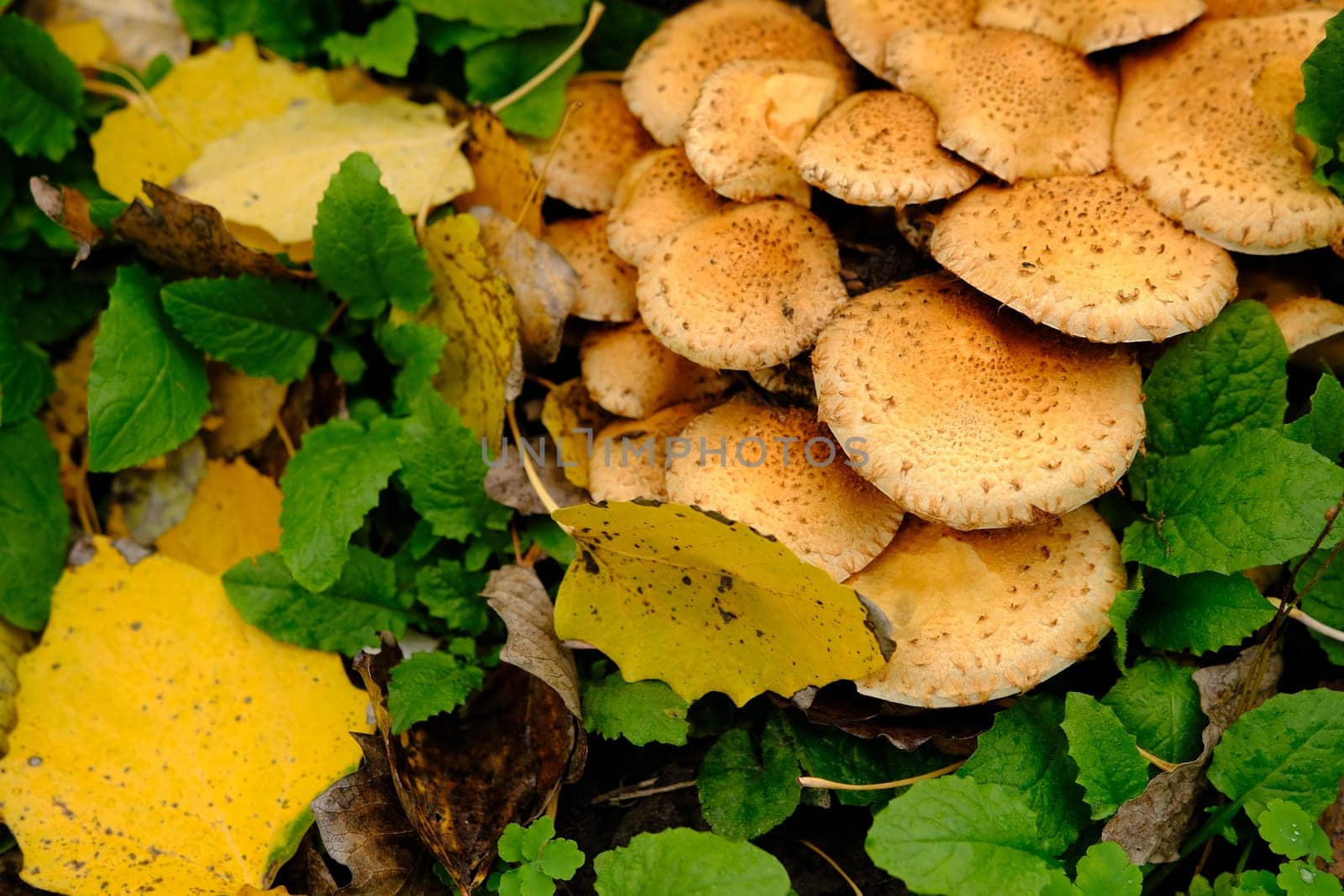 Group of Shaggy Scalycap mushrooms Pholiota squarrosa is a species of fungus in the Strophariaceae family on the forest floor near tree.