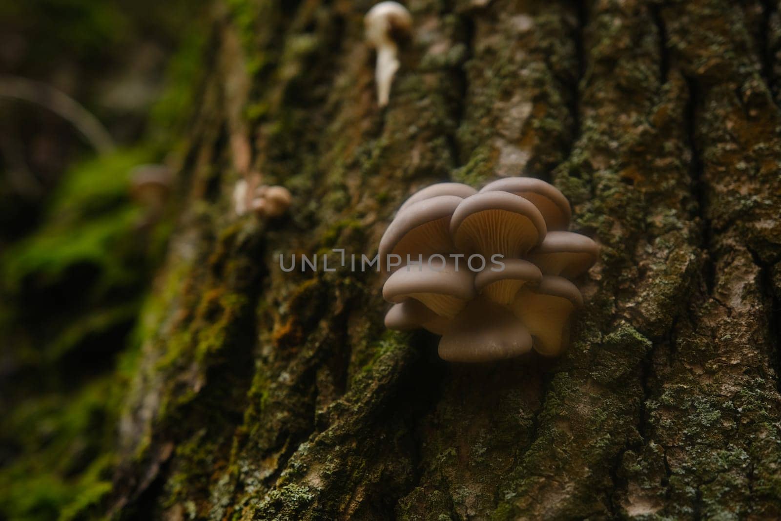 A healthy looking clutch of fresh oyster mushrooms growing out of the base of a dead tree. mushrooms in an autumn forest using.