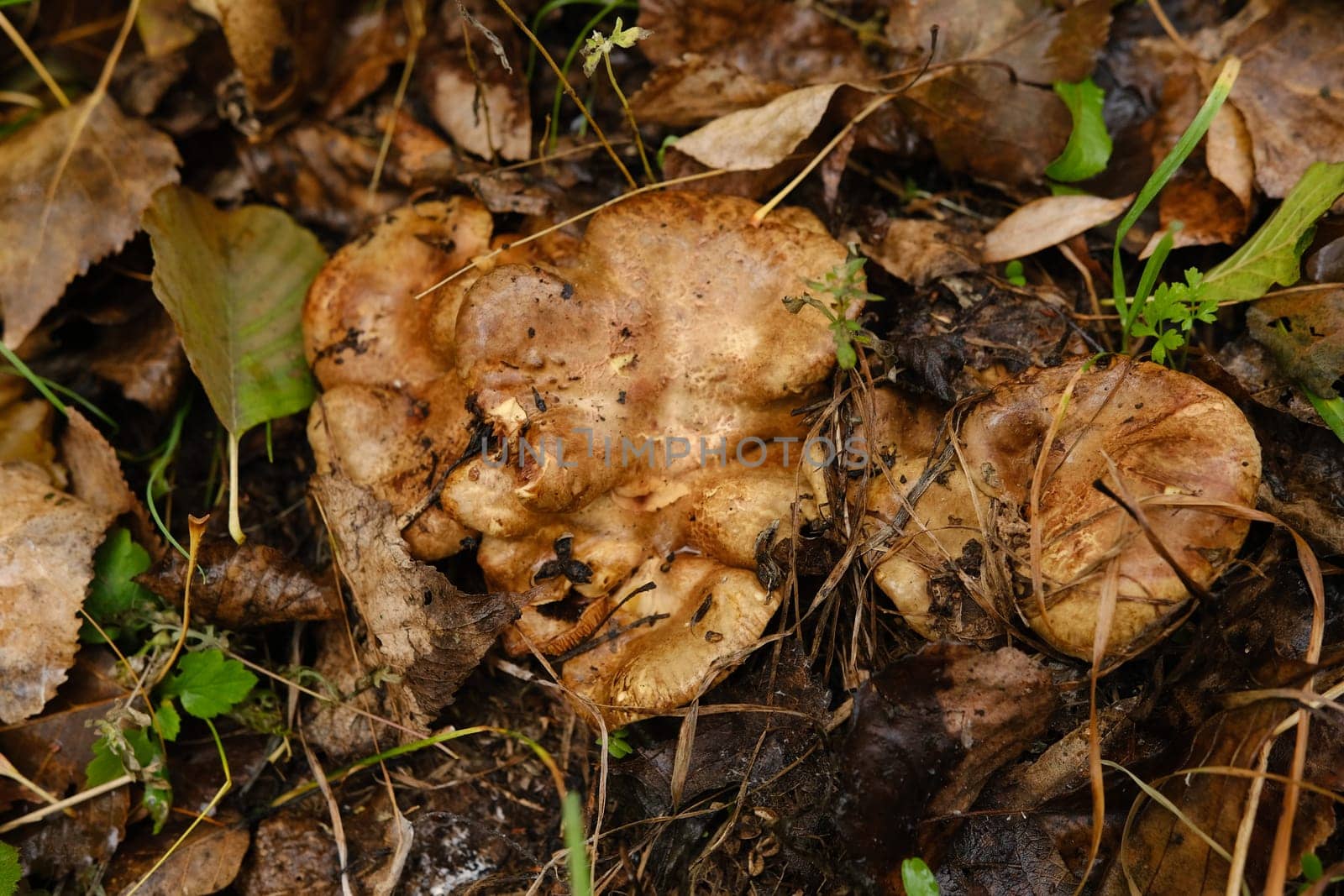 huge mushroom lepista nuda, also clitocybe nuda wood blewit mushroom in the autumn forest day. Mushroomer mushroom in the forest.