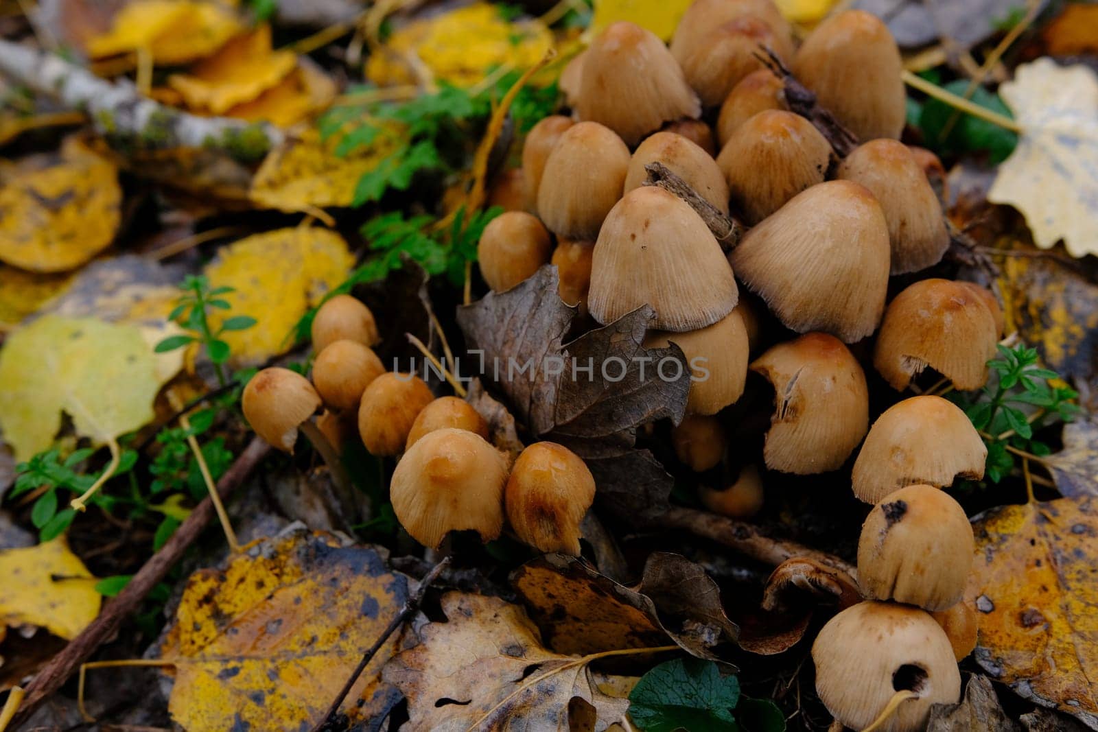 mushroom Coprinellus micaceus. Group of mushrooms on woods in nature in autumn forest.