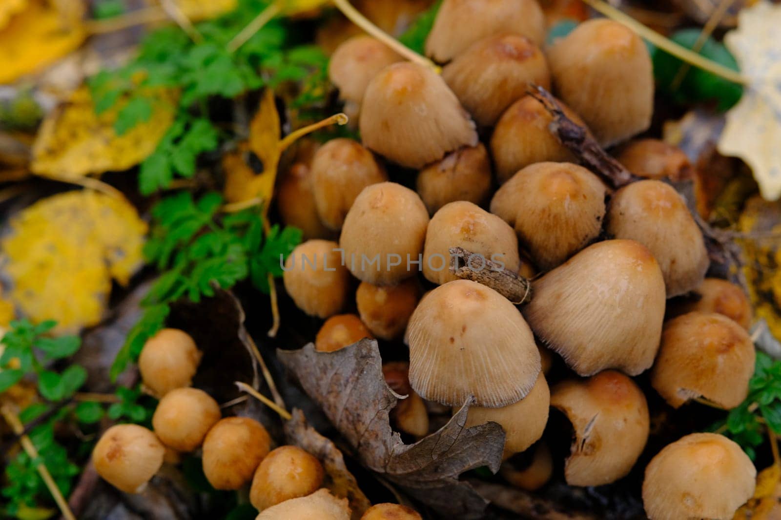mushroom Coprinellus micaceus. Group of mushrooms on woods in nature in autumn forest.