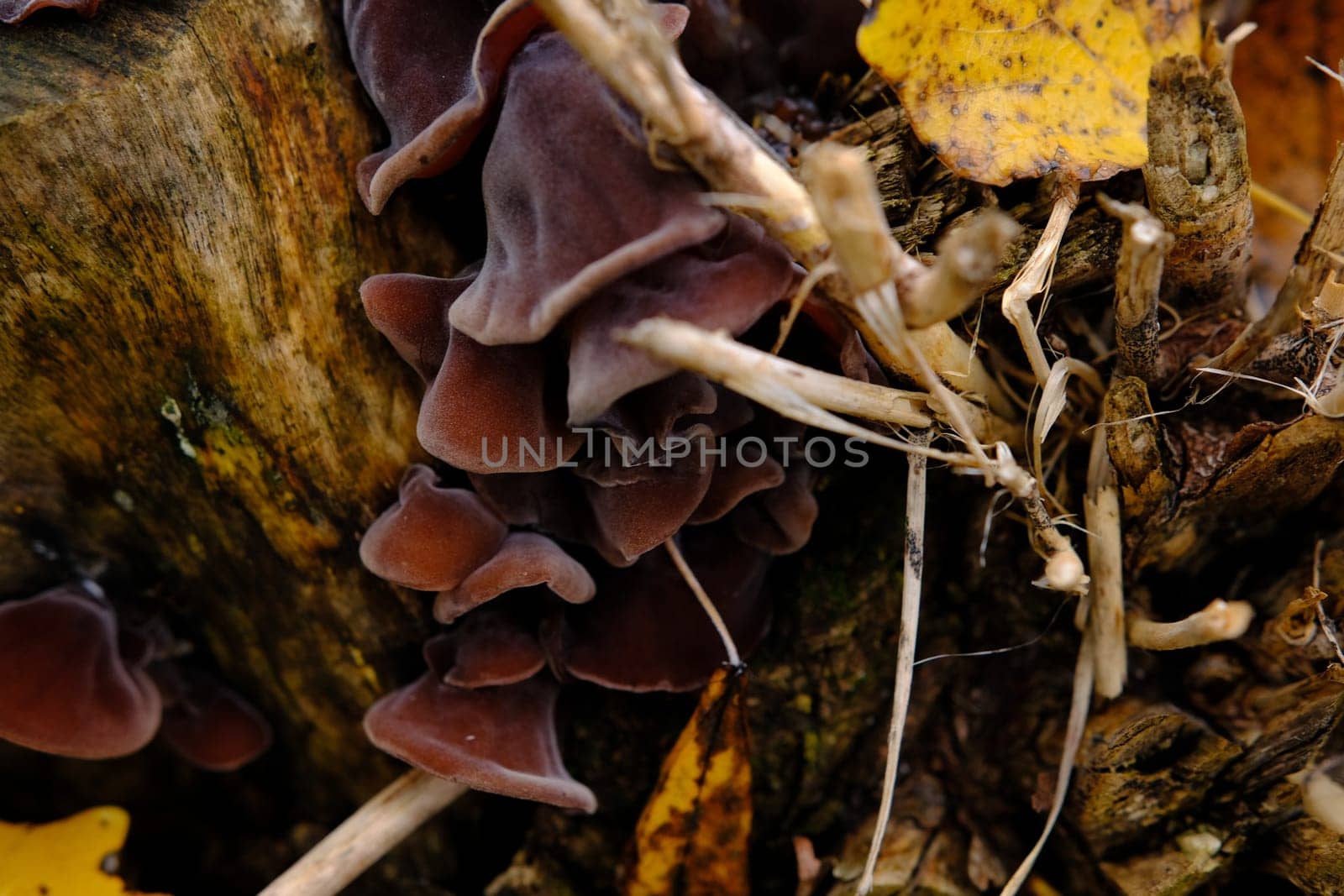 Edible mushrooms known as Wood ear, Jews ear or Jelly ear Auricularia auricula-judae in autumnal forest