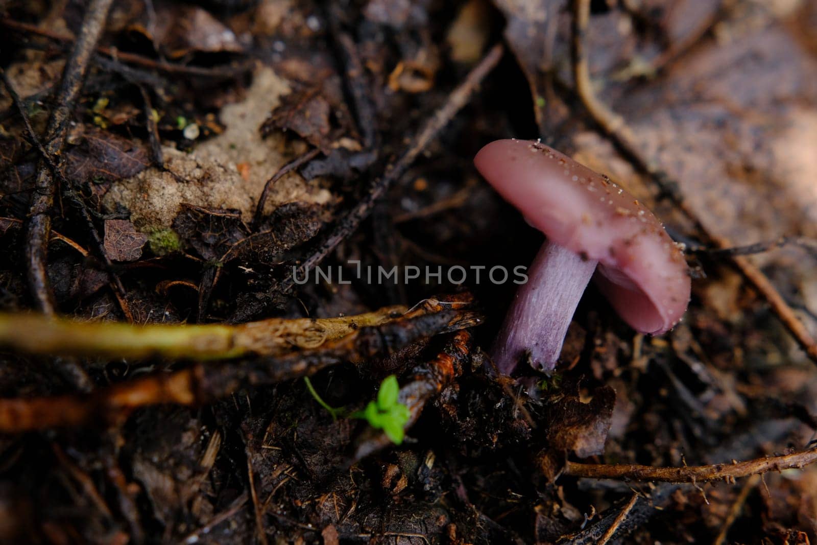 Amazing edible mushroom Lepista nuda commonly known as wood blewit in autumn forest. Ukraine, Europe
