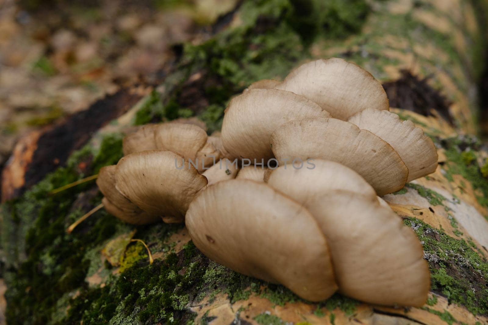 A healthy looking clutch of fresh oyster mushrooms growing out of the base of a dead tree. mushrooms in an autumn forest using.