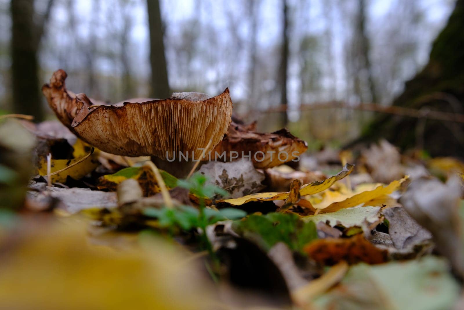 huge mushroom lepista nuda, also clitocybe nuda wood blewit mushroom in the autumn forest day. Mushroomer mushroom in the forest.