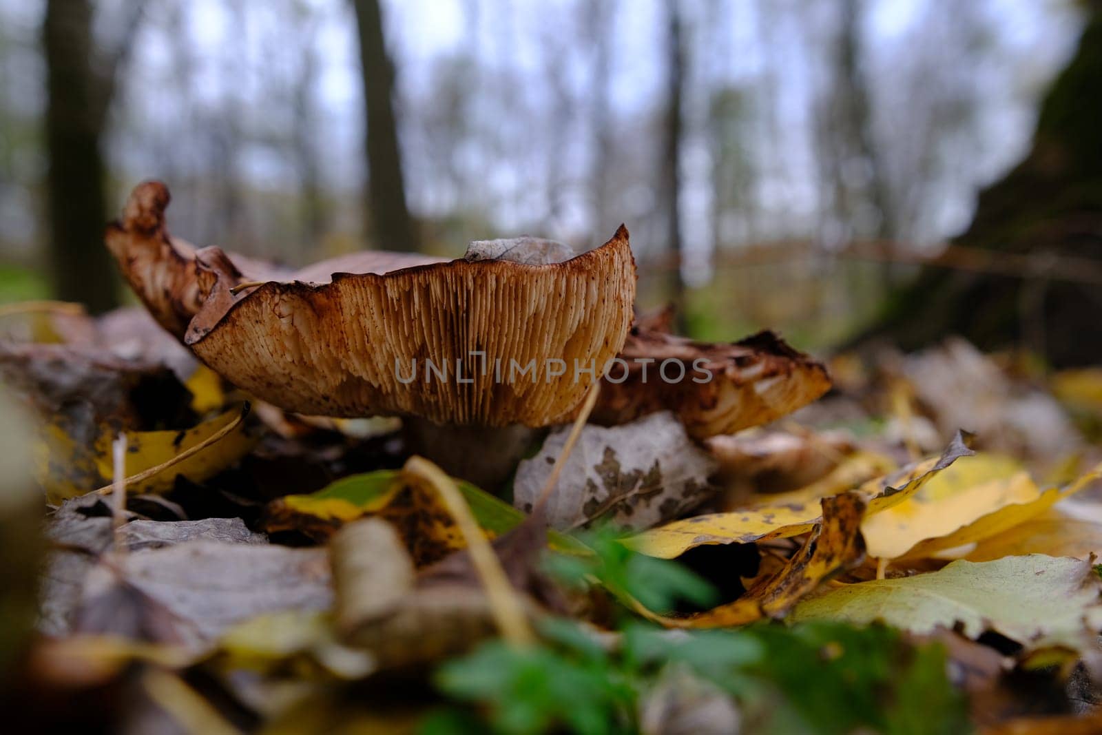 huge mushroom lepista nuda, also clitocybe nuda wood blewit mushroom in the autumn forest day. Mushroomer mushroom in the forest.