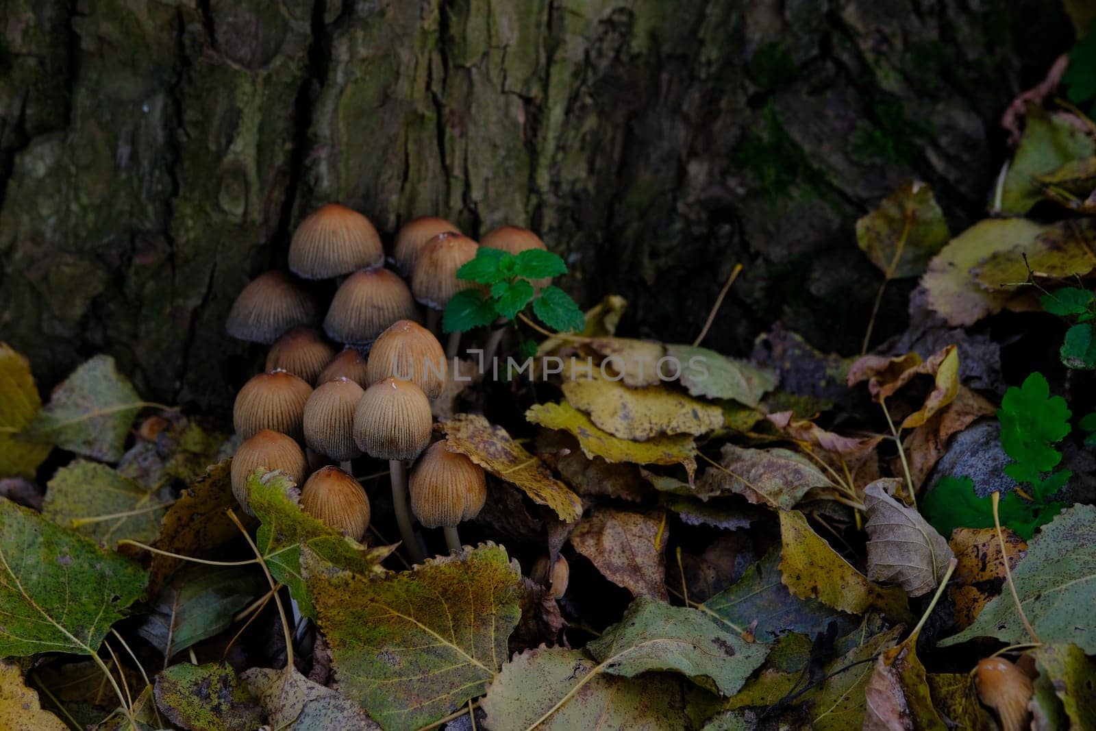 mushroom Coprinellus micaceus. Group of mushrooms on woods in nature in autumn forest.