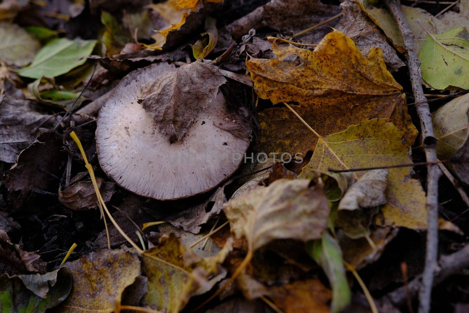 mushroom Agaricus under foliage in autumn forest.