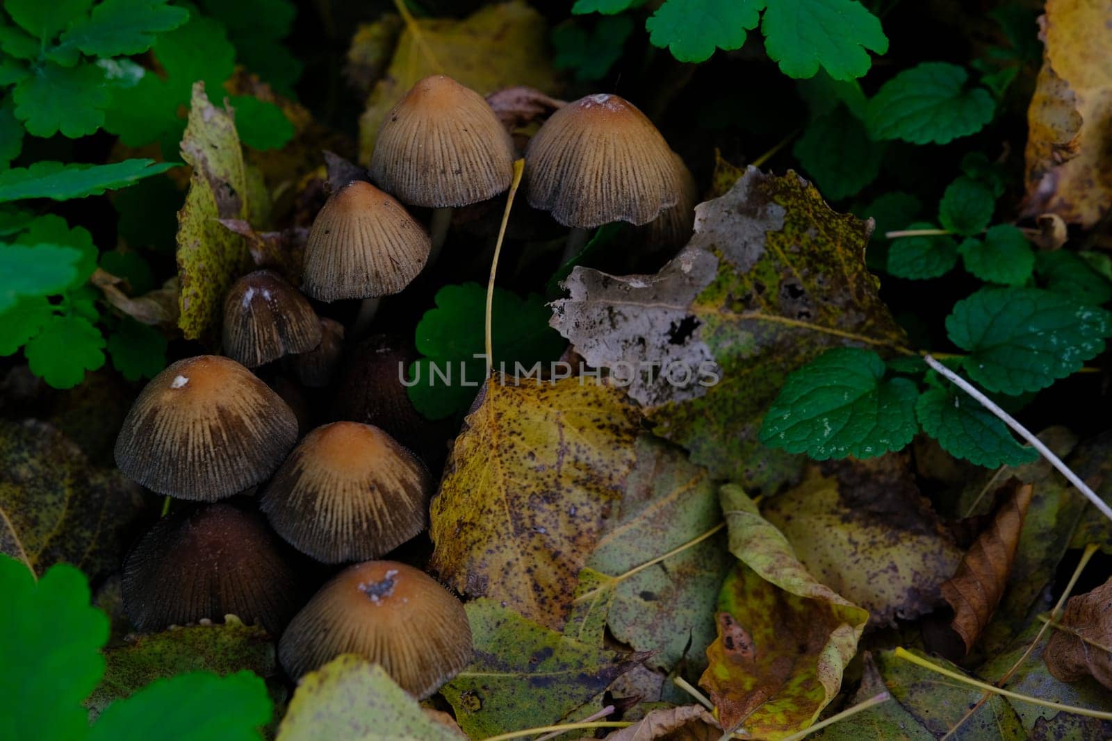 mushroom Coprinellus micaceus. Group of mushrooms on woods in nature in autumn forest.