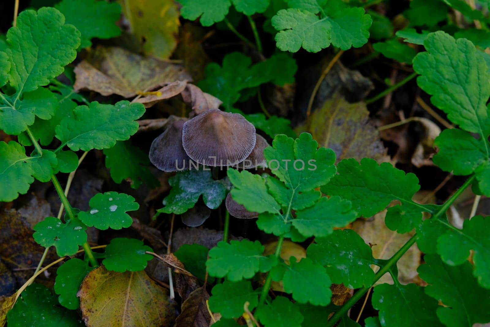mushroom Coprinellus micaceus. Group of mushrooms on woods in nature in autumn forest.