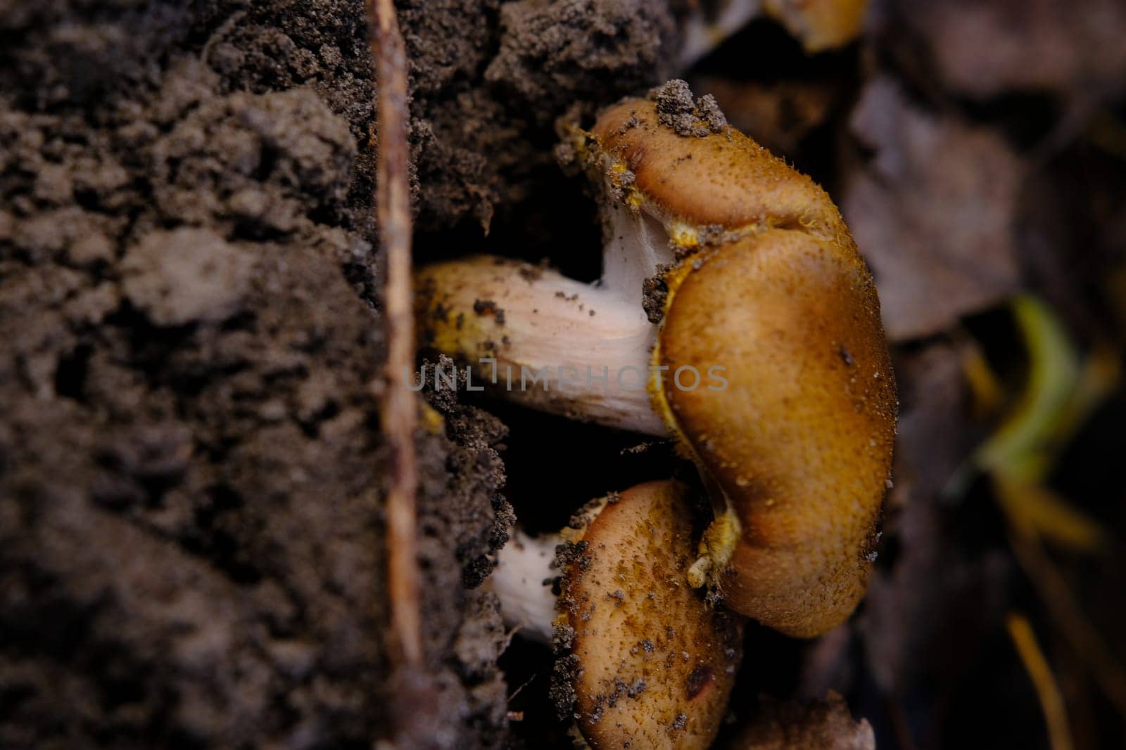 Edible forest mushroom Armillaria mellea commonly known as honey fungus. Mushroom picking. A basidiomycete fungus in the genus Armillaria sinapina close-up.