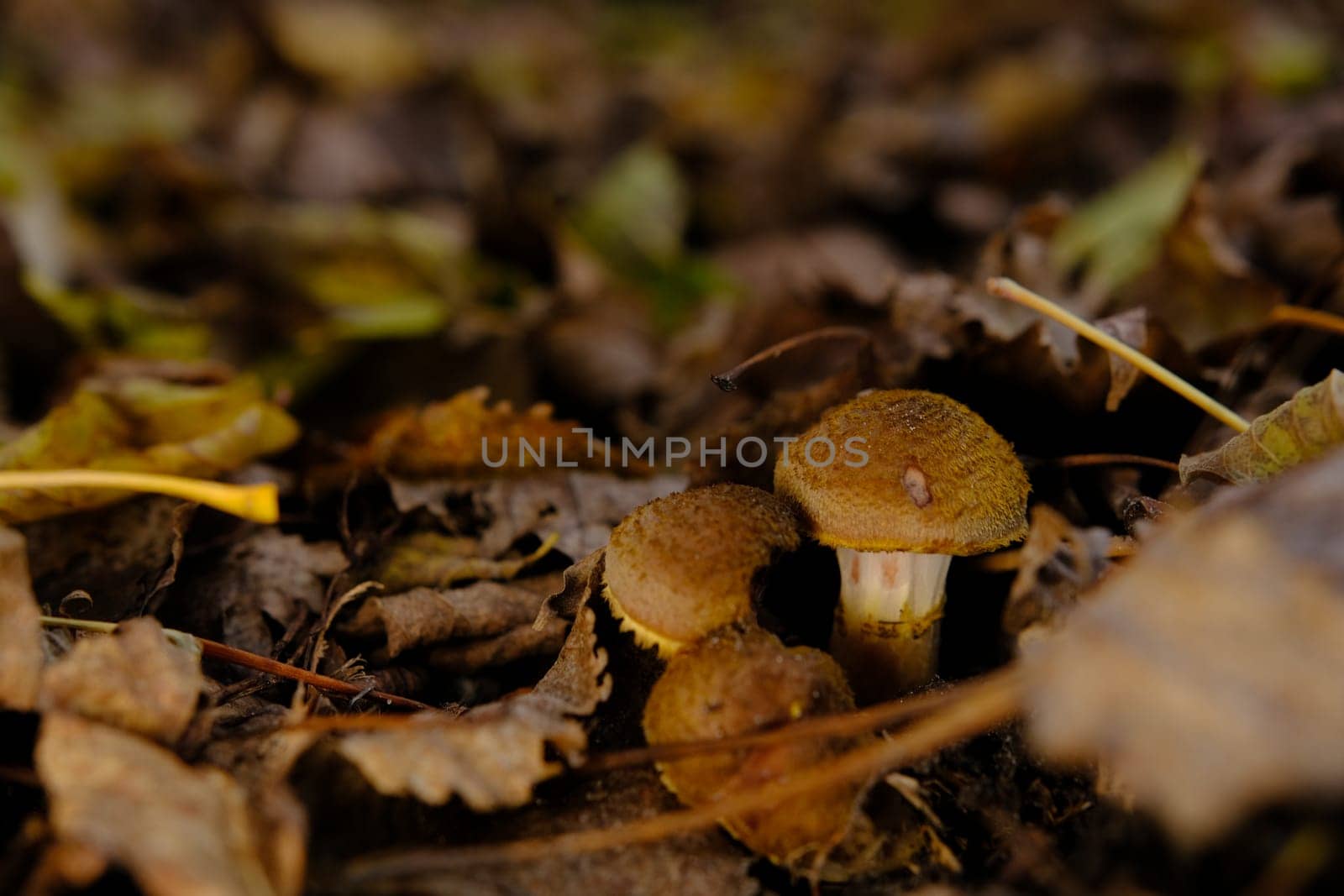 Edible forest mushroom Armillaria mellea commonly known as honey fungus. Mushroom picking. A basidiomycete fungus in the genus Armillaria sinapina close-up.