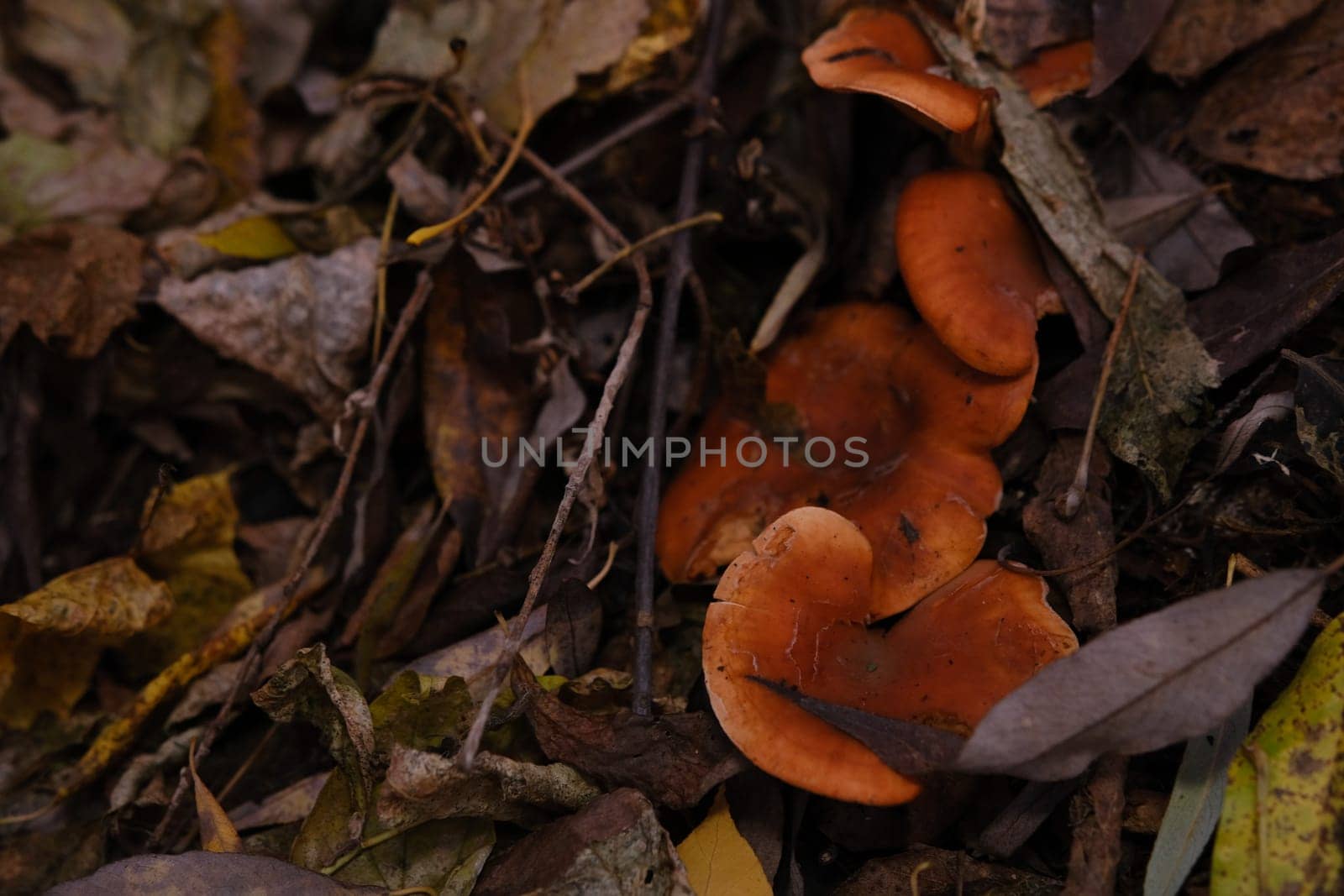 The top view and close-up of the orange-brown to orange-yellow mushroom hat of a false chanterelle, Hygrophoropsis aurantiaca