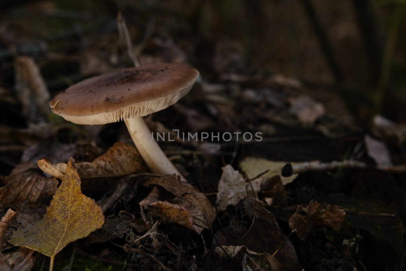 Deer Mushroom Pluteus cervinus on a birch tree stump among fooliage.