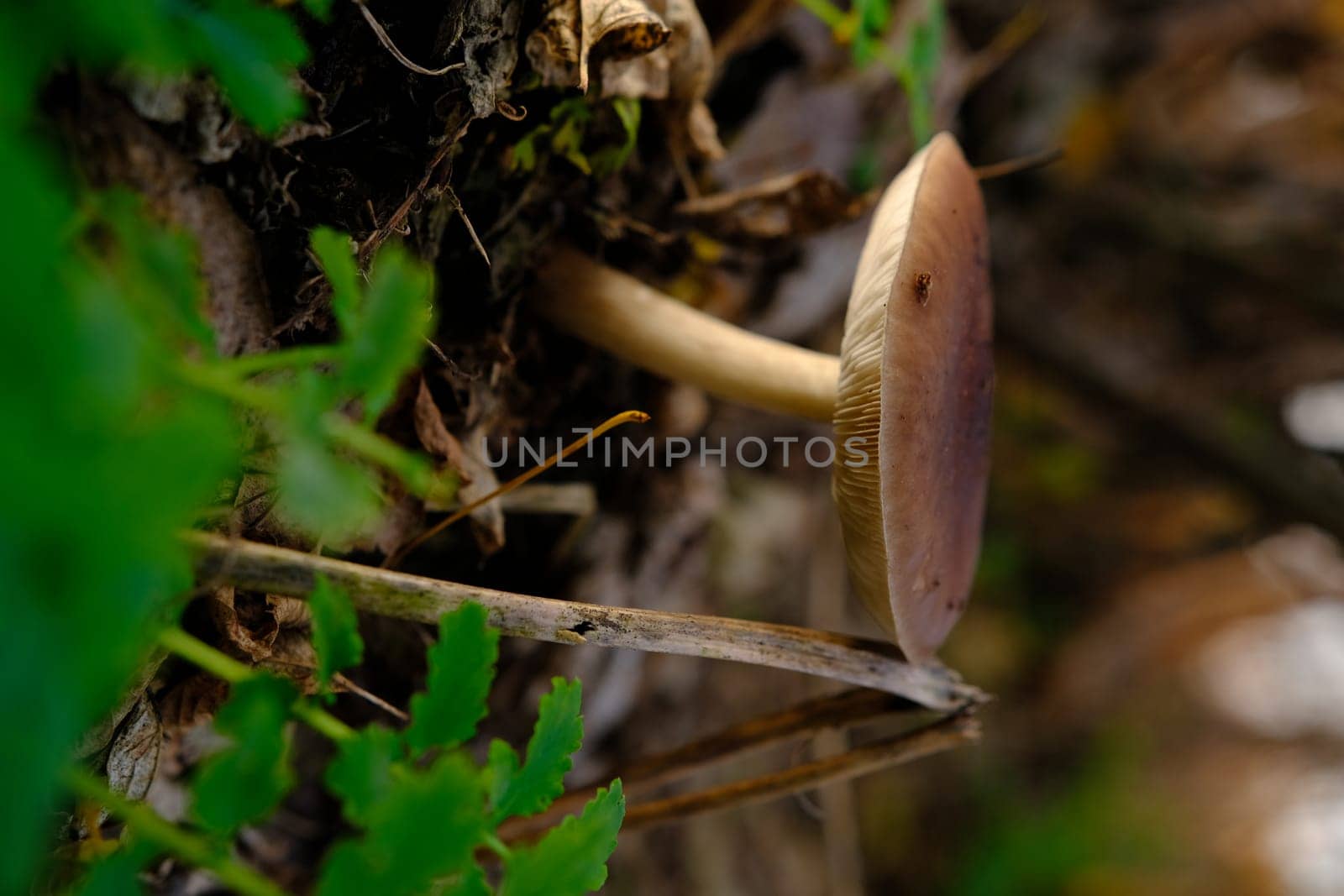 Deer Mushroom Pluteus cervinus on a birch tree stump among fooliage.