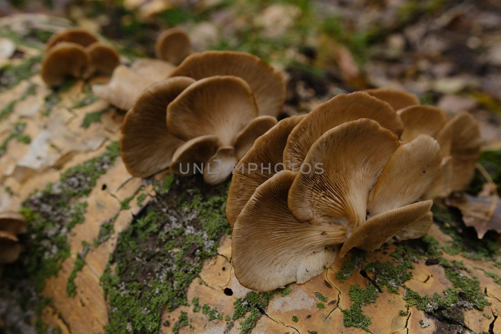 A healthy looking clutch of fresh oyster mushrooms growing out of the base of a dead tree. mushrooms in an autumn forest using.