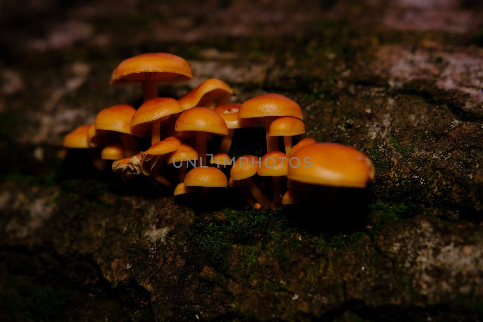 Flammulina velutipes, an edible mushroom in the natural environment. honey agaric winter.