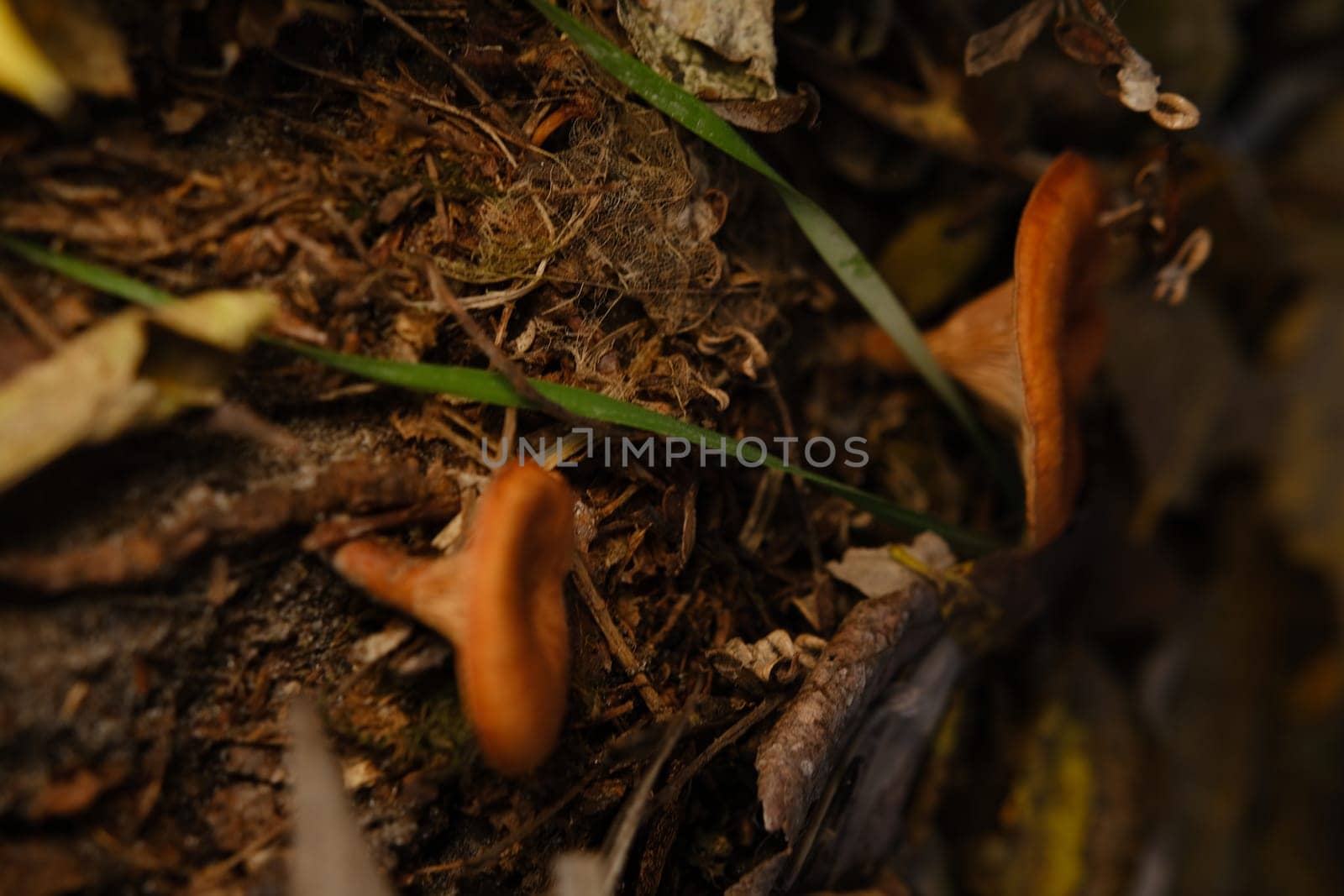 The top view and close-up of the orange-brown to orange-yellow mushroom hat of a false chanterelle, Hygrophoropsis aurantiaca