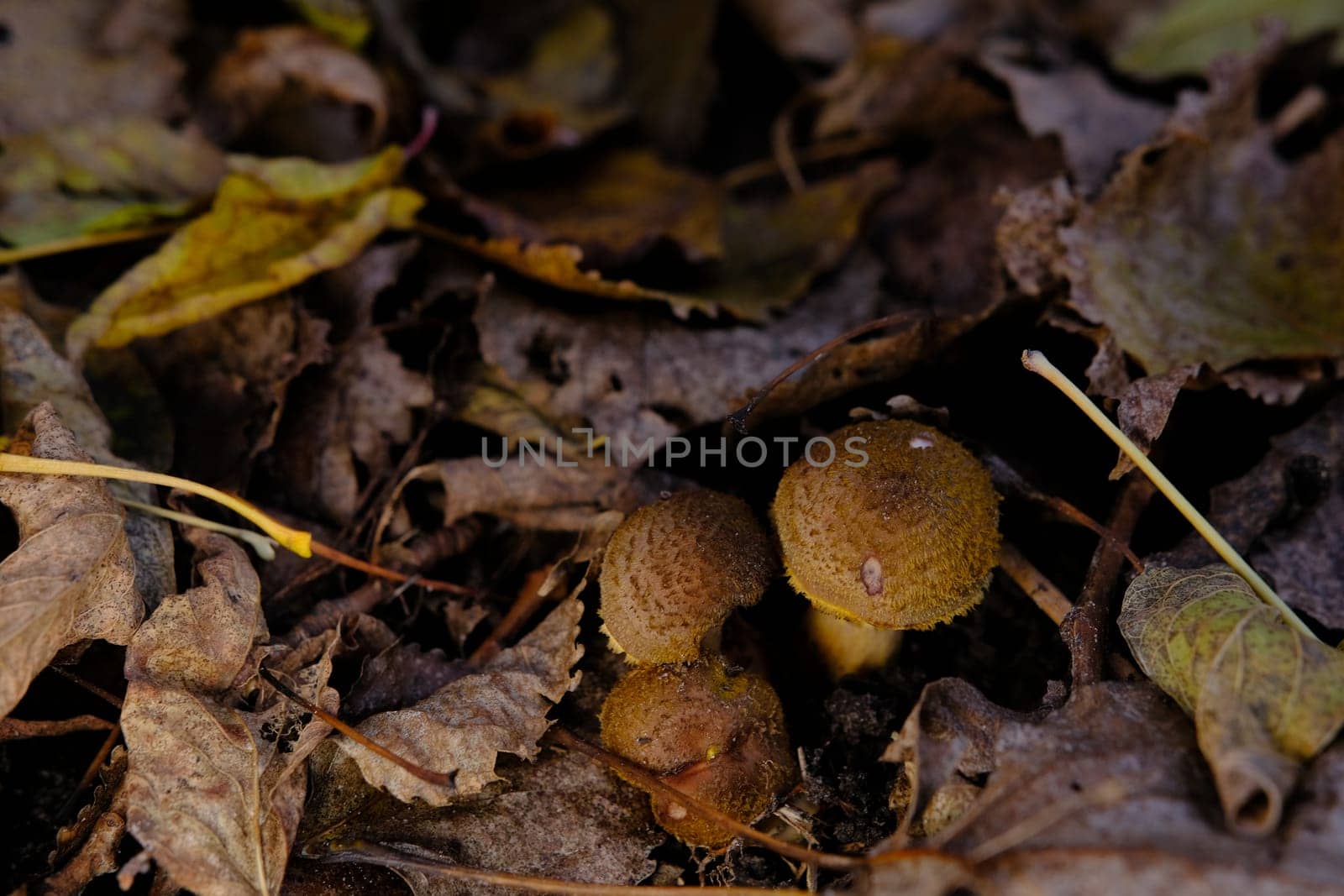 Edible forest mushroom Armillaria mellea commonly known as honey fungus. Mushroom picking. A basidiomycete fungus in the genus Armillaria sinapina close-up.