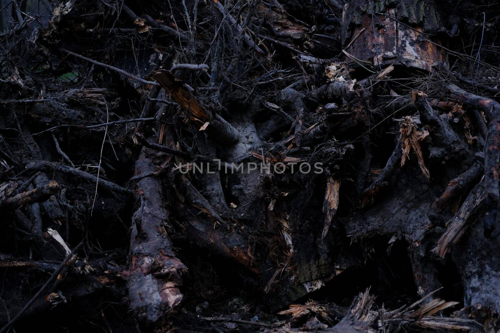 stumps with roots uprooted from the ground.