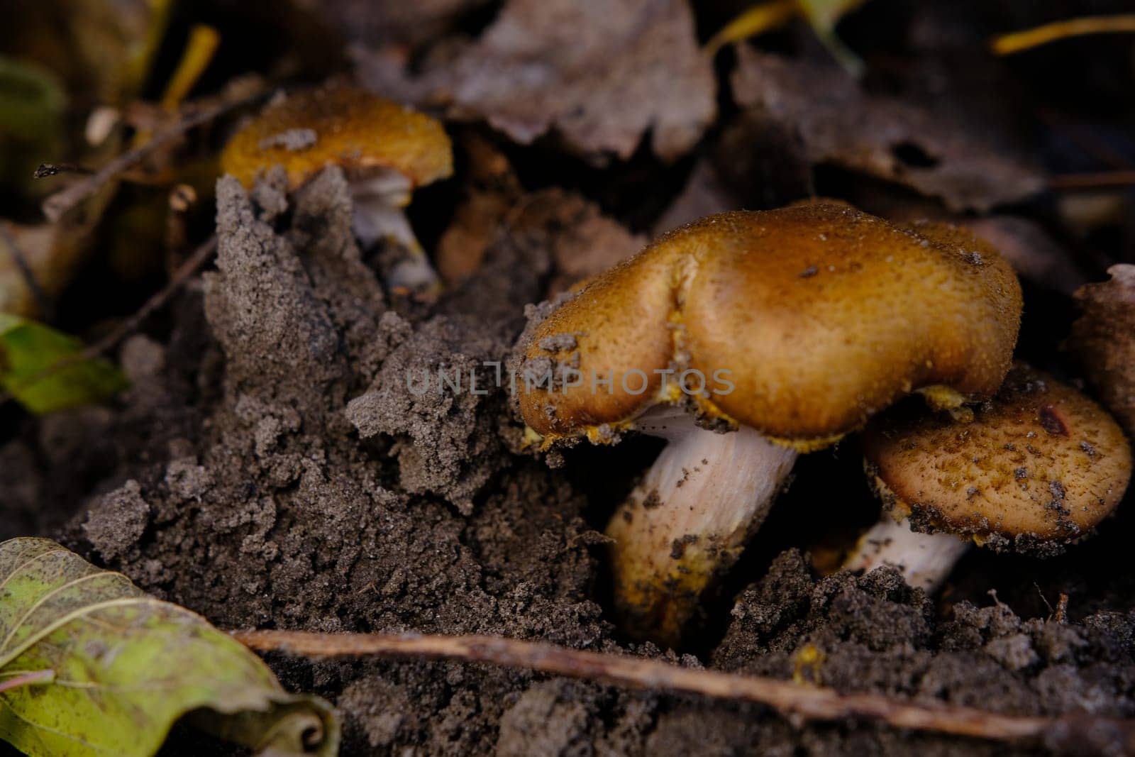 Edible forest mushroom Armillaria mellea commonly known as honey fungus. Mushroom picking. A basidiomycete fungus in the genus Armillaria sinapina close-up.