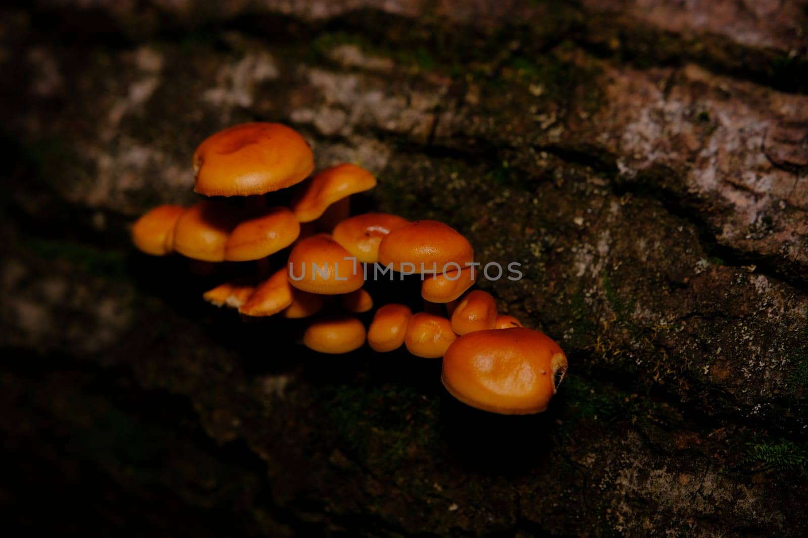 Flammulina velutipes, an edible mushroom in the natural environment. honey agaric winter.
