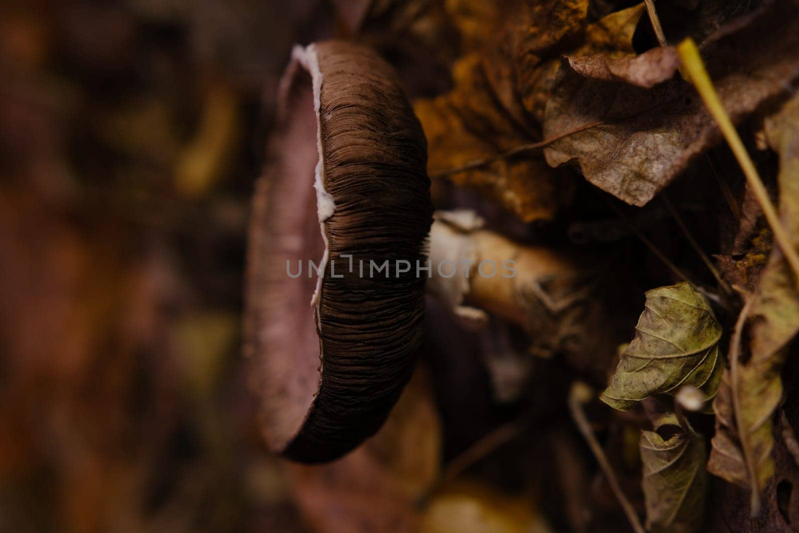 mushroom Agaricus under foliage in autumn forest.