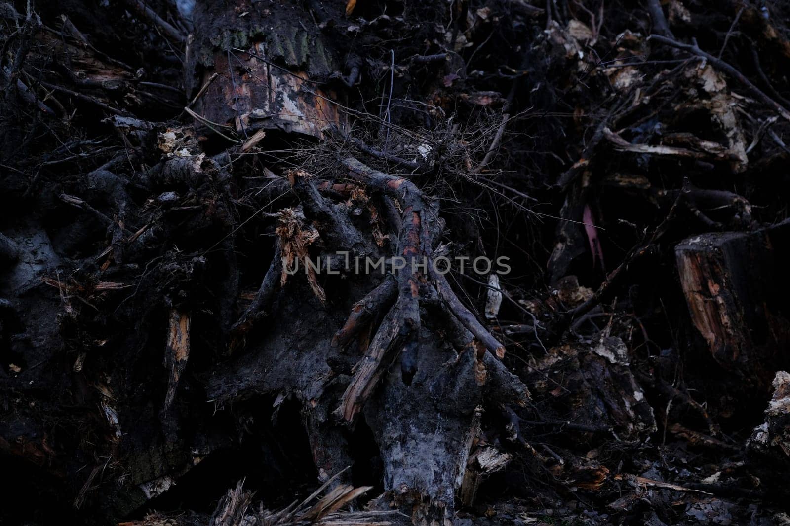 stumps with roots uprooted from the ground.