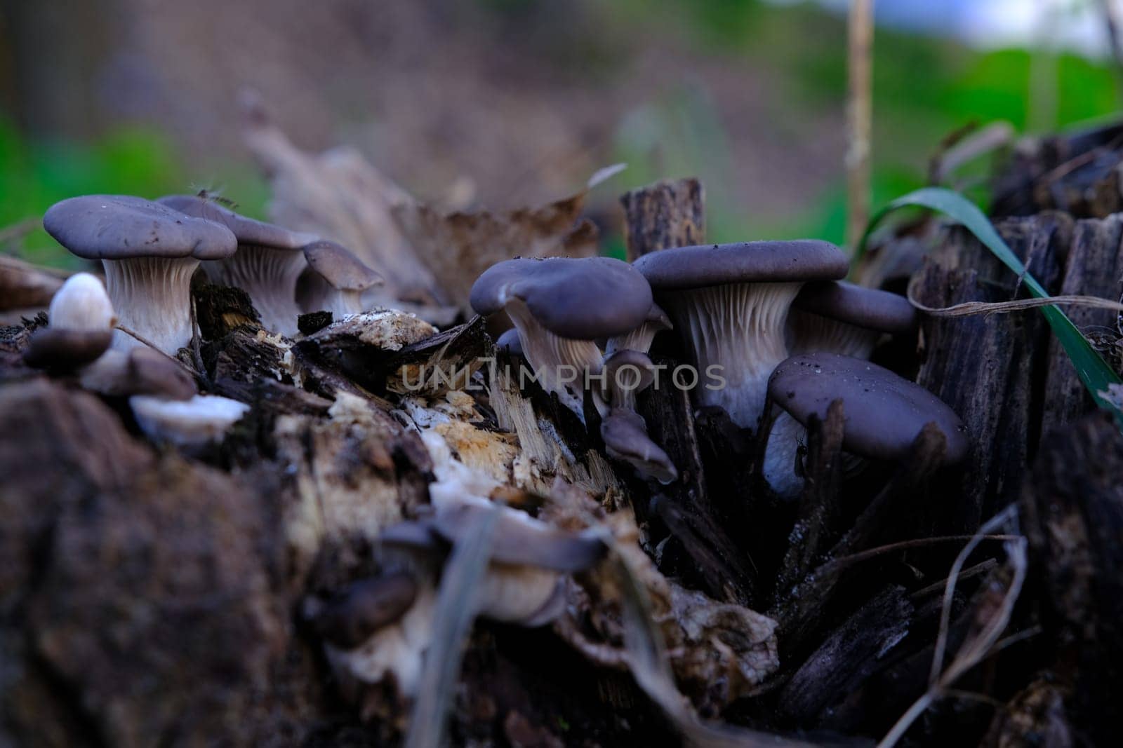 A healthy looking clutch of fresh oyster mushrooms growing out of the base of a dead tree. mushrooms in an autumn forest using.