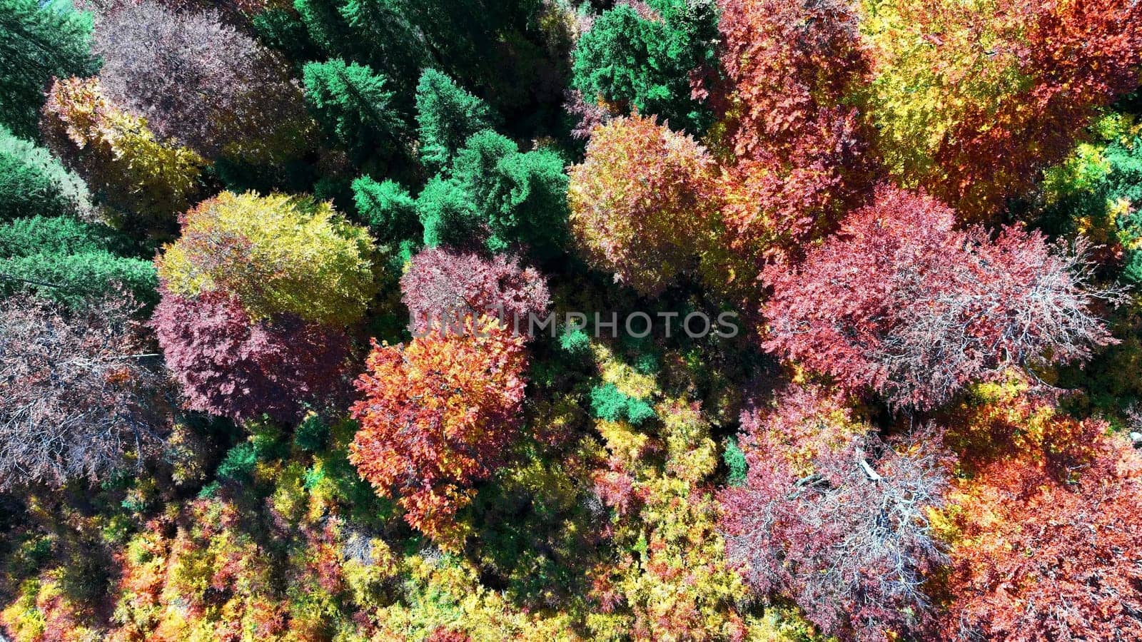Aerial drone shot of autumn forest with colorfully colored trees