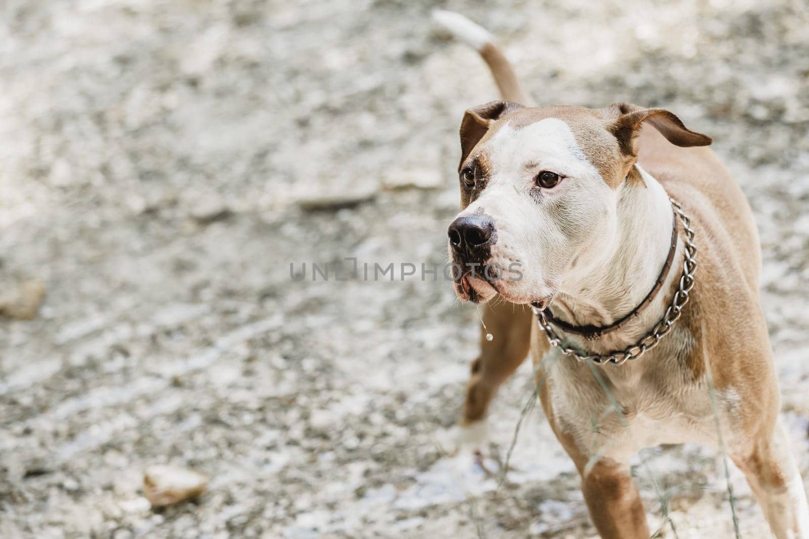 Brown and white American staffordshire terrier dog wearing collar playing in shallow riverbed. American staffordshire terrier dog playing in water.