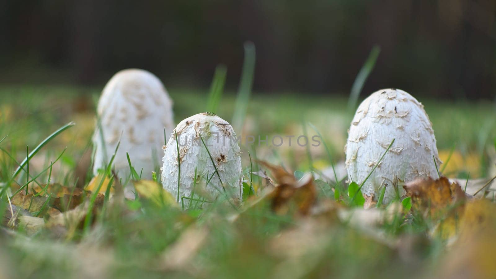 a group of young crested thistle growing on a meadow. Hidden between grass. Nature photo from the forest