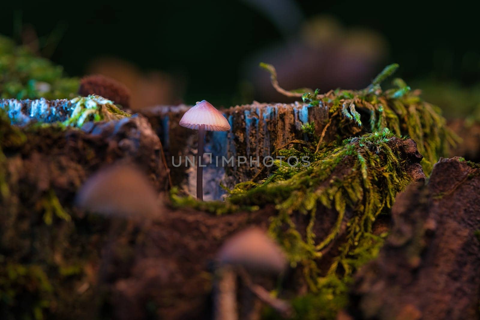 a filigree small mushroom in a tree root, with light spot in the forest. Forest floor with moss and pine needles. Macro shot from nature