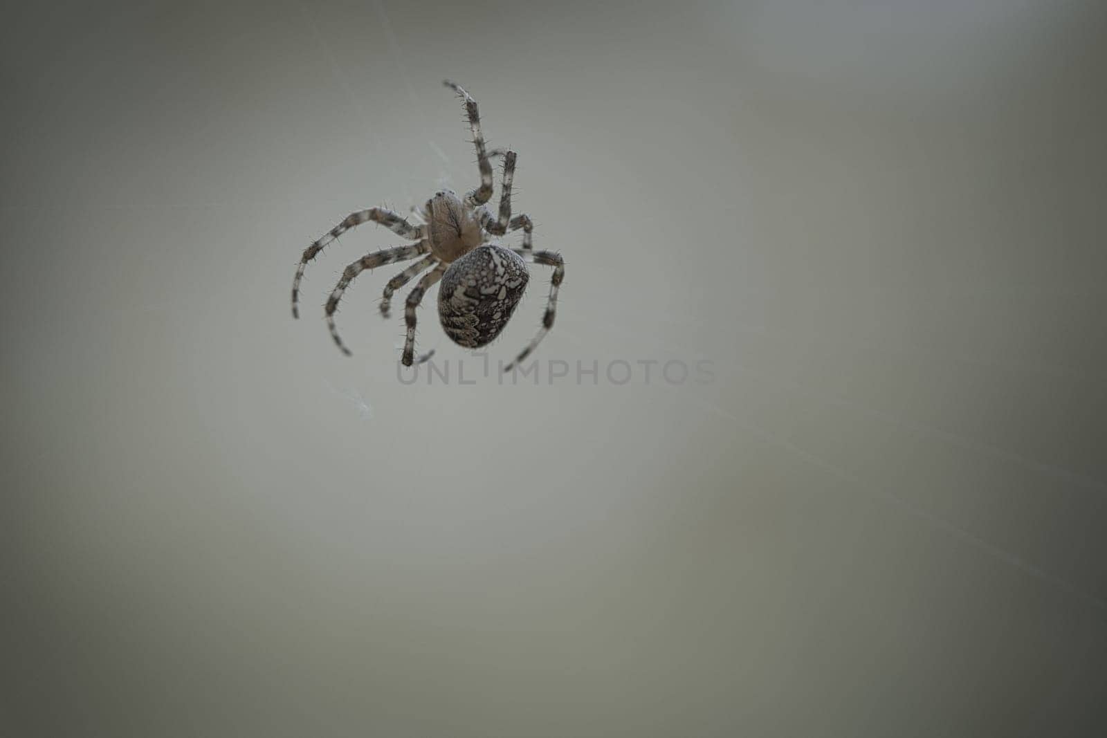 Cross spider shot crawling on a spider thread. Halloween fright. Blurred background. A useful hunter among insects. Arachnid. Animal photo from the wild.