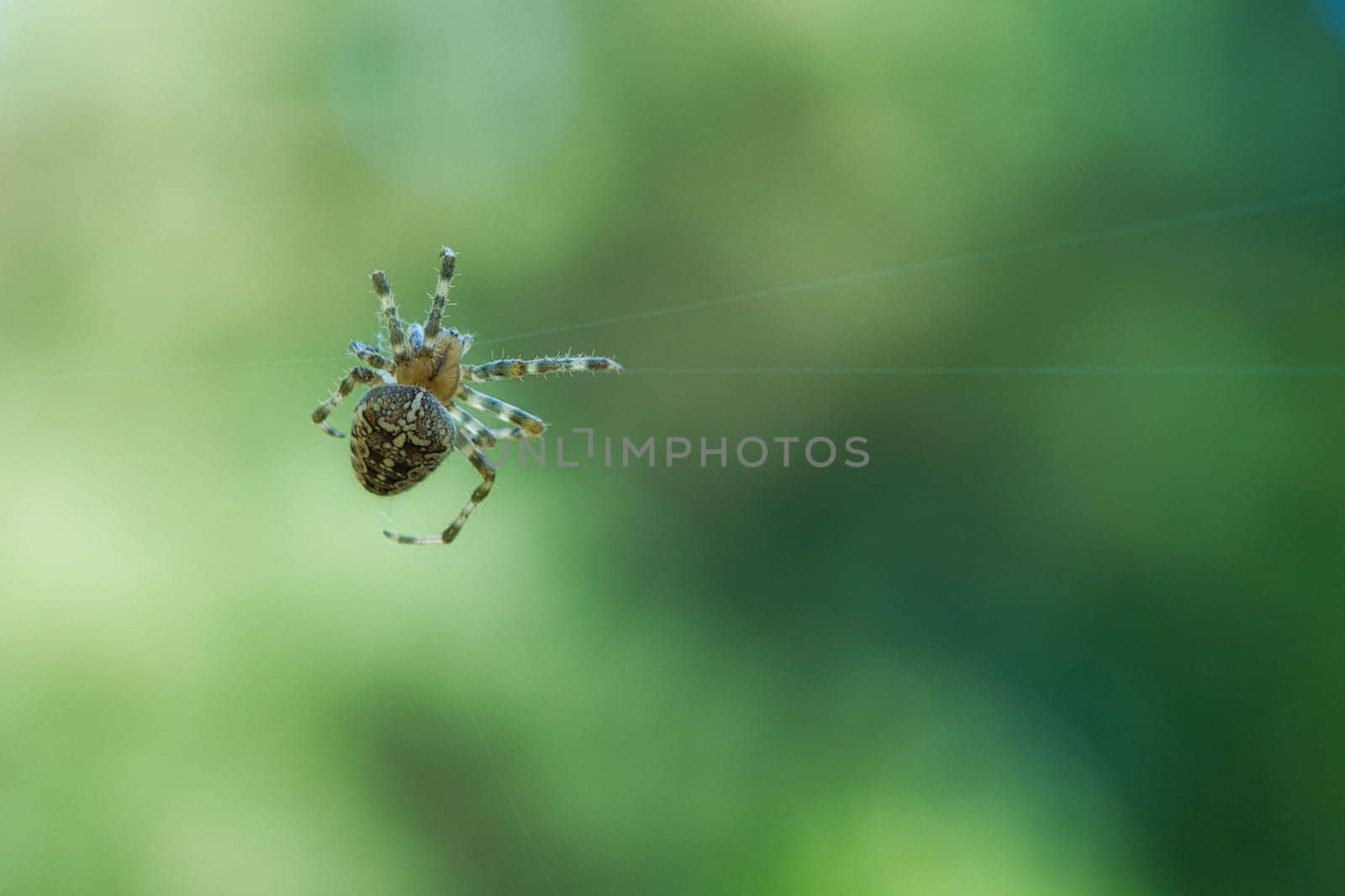 Cross spider shot crawling on a spider thread. Halloween fright. Blurred background. A useful hunter among insects. Arachnid. Animal photo from the wild.