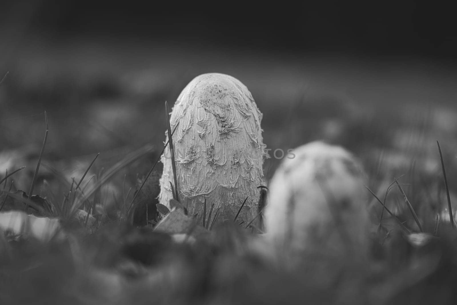 a group of young crested thistle in black white taken, growing in a meadow. Hidden between grass. Nature photo from the forest