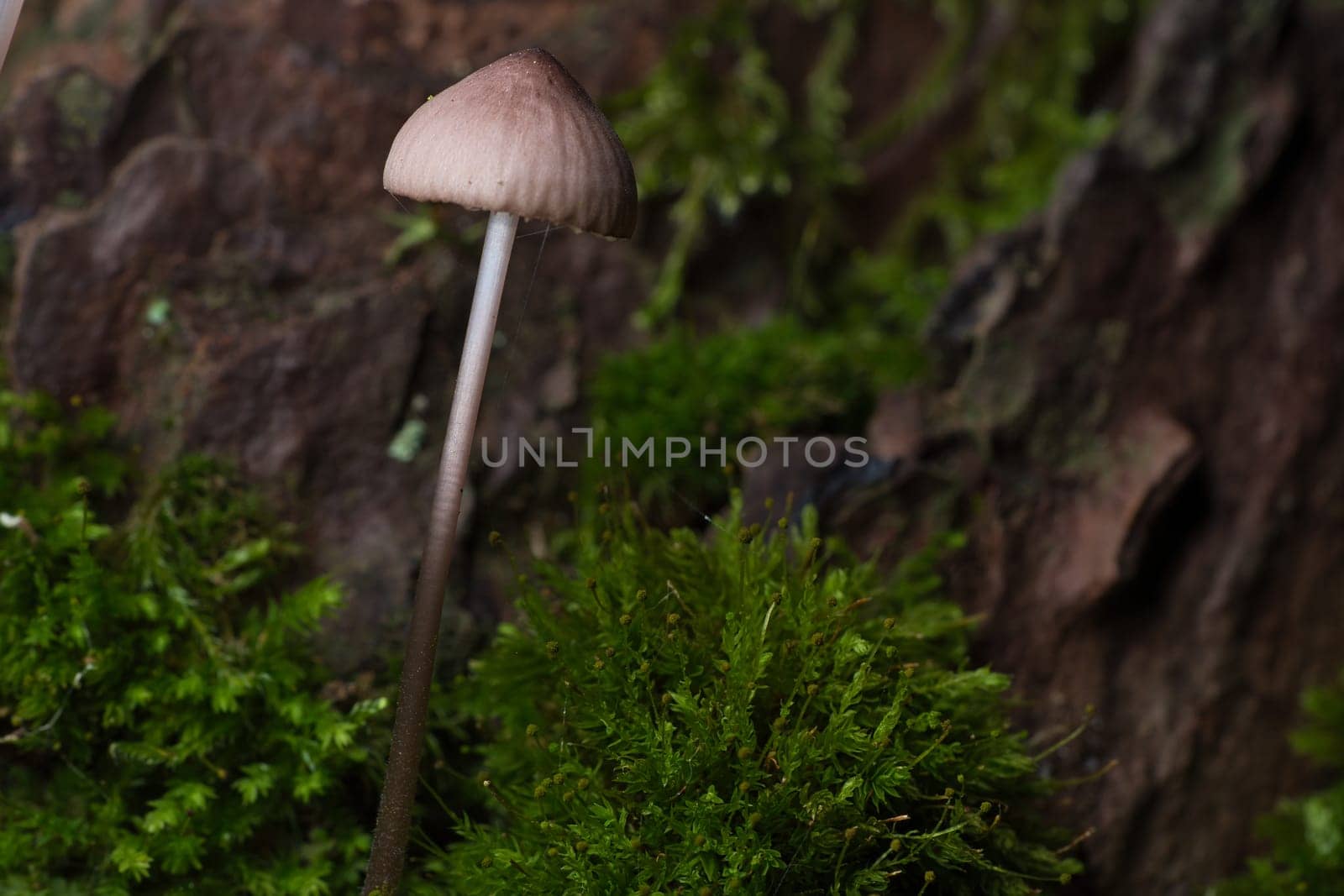 Orange filigree mushrooms in moss on forest floor. Macro view from the habitat. Nature photo