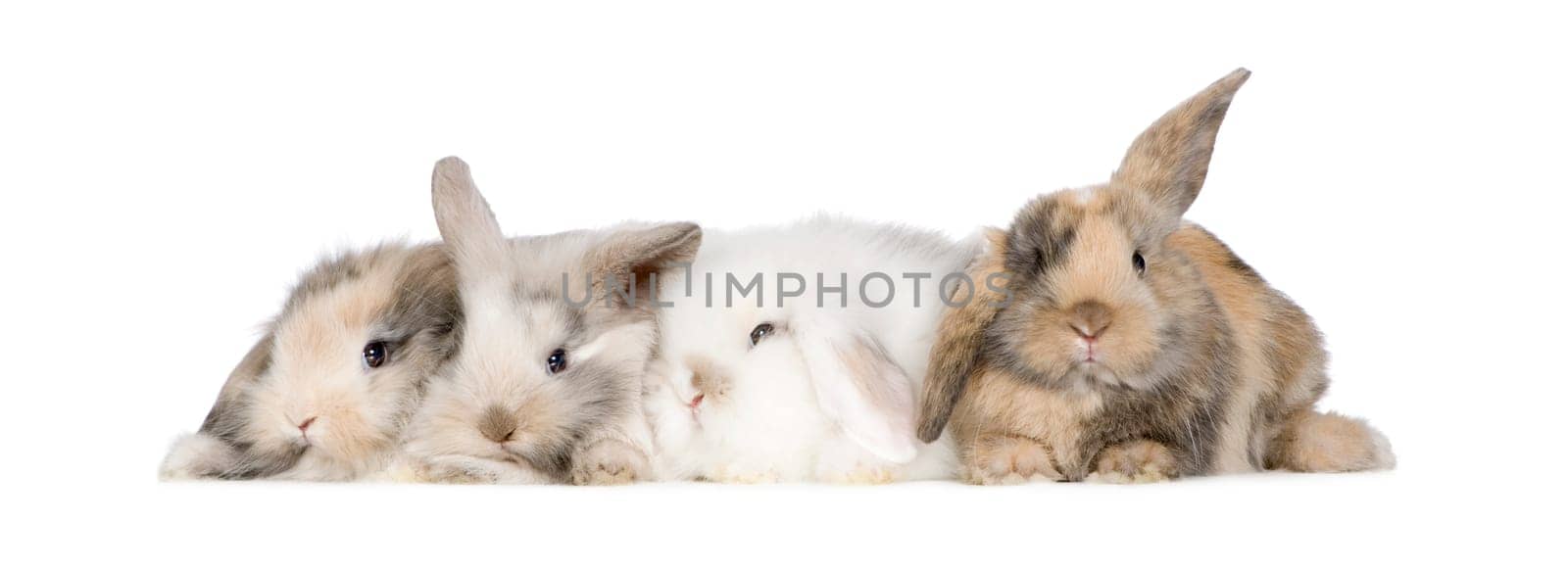 group of bunnies in front of a white background
