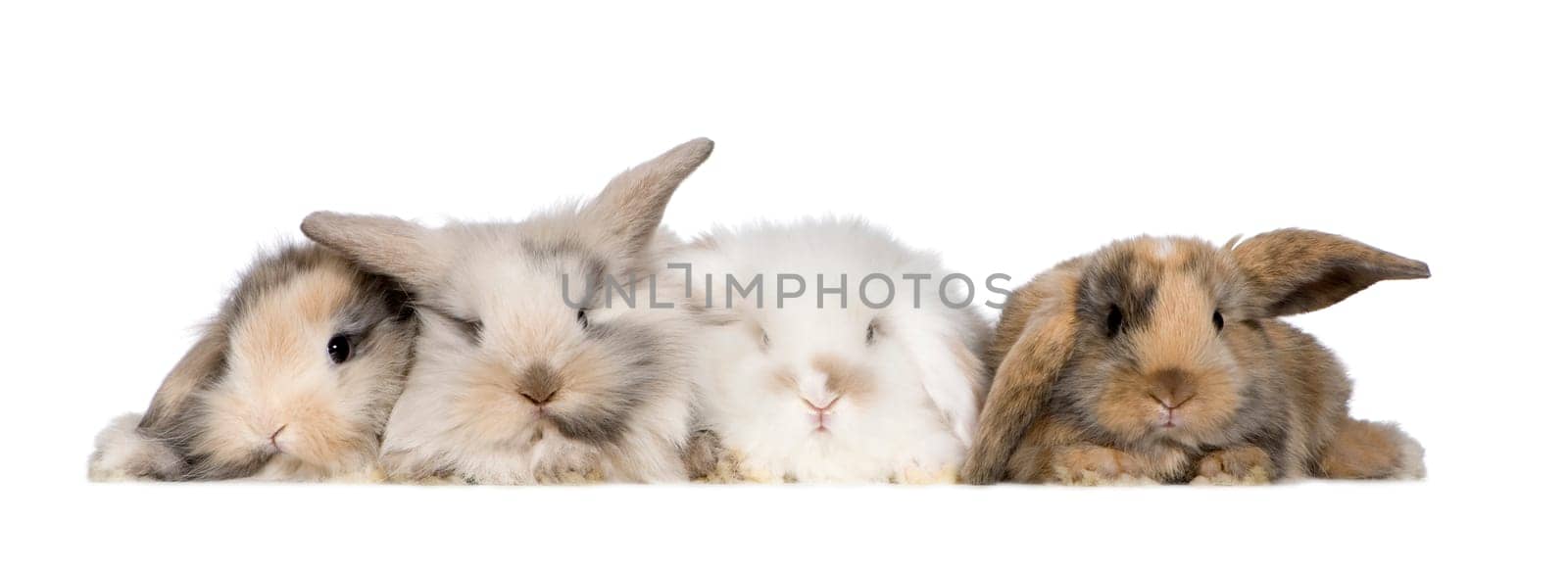 group of bunnies in front of a white background