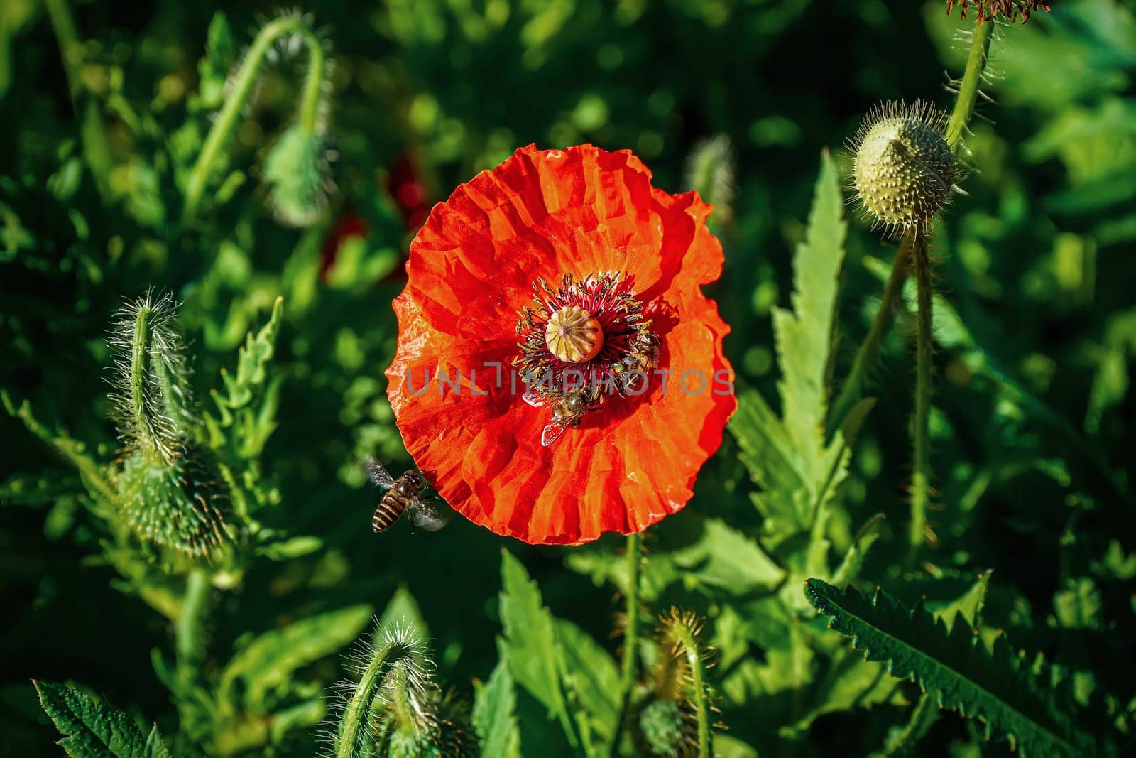 Bee eating pollen from flower orange on a nature background.