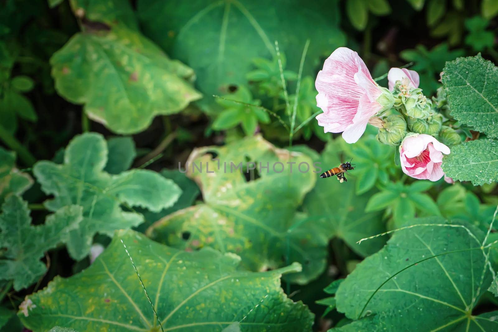 Hollyhock flower is many colors and beautiful in the nature with bees flying for pollen.