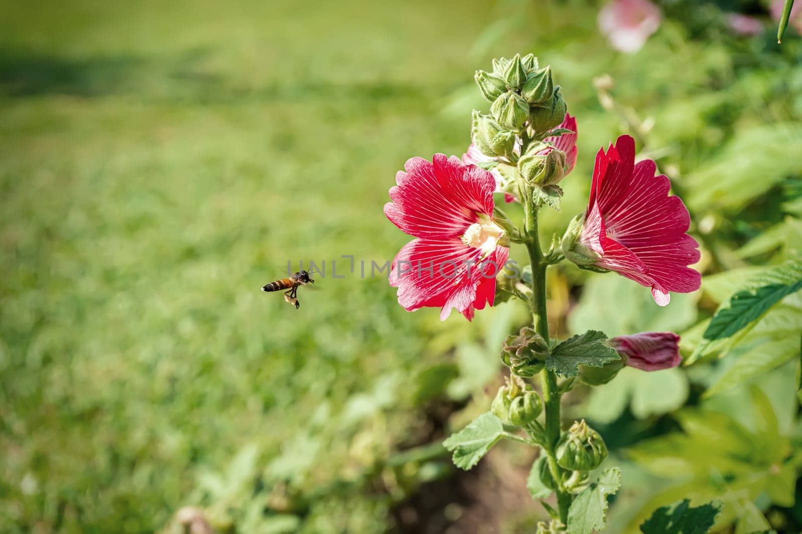 Hollyhock flower is many colors and beautiful in the nature with bees flying for pollen.