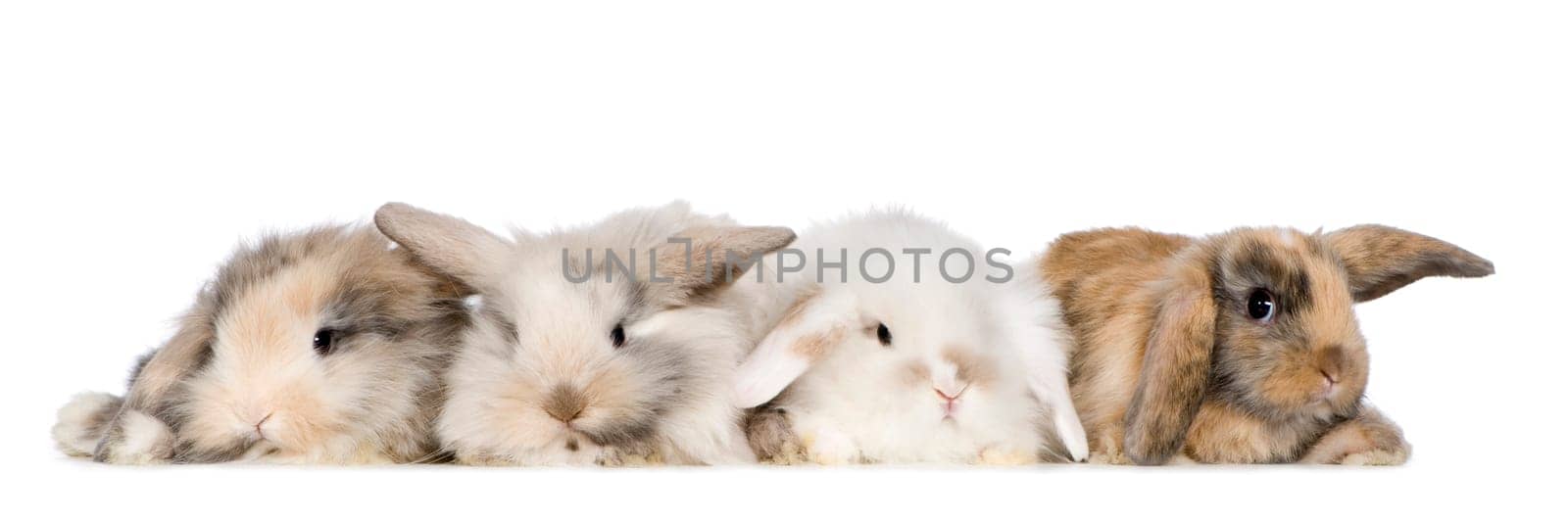 group of bunnies in front of a white background