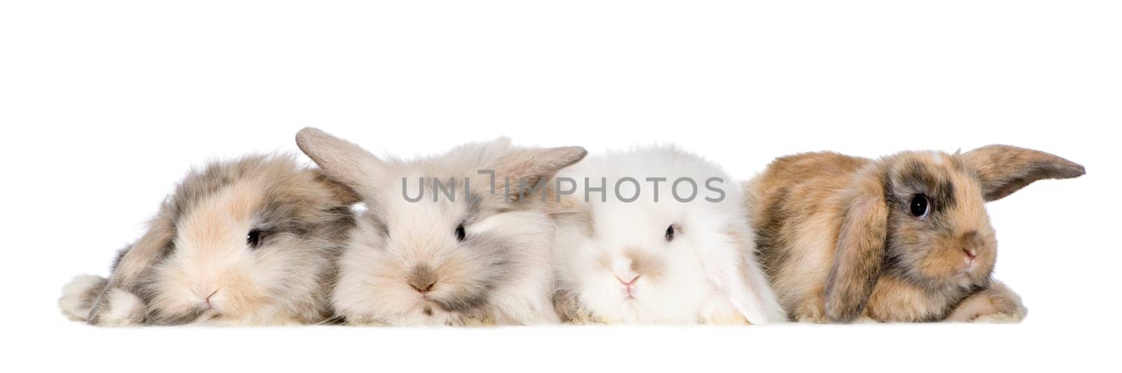 group of bunnies in front of a white background