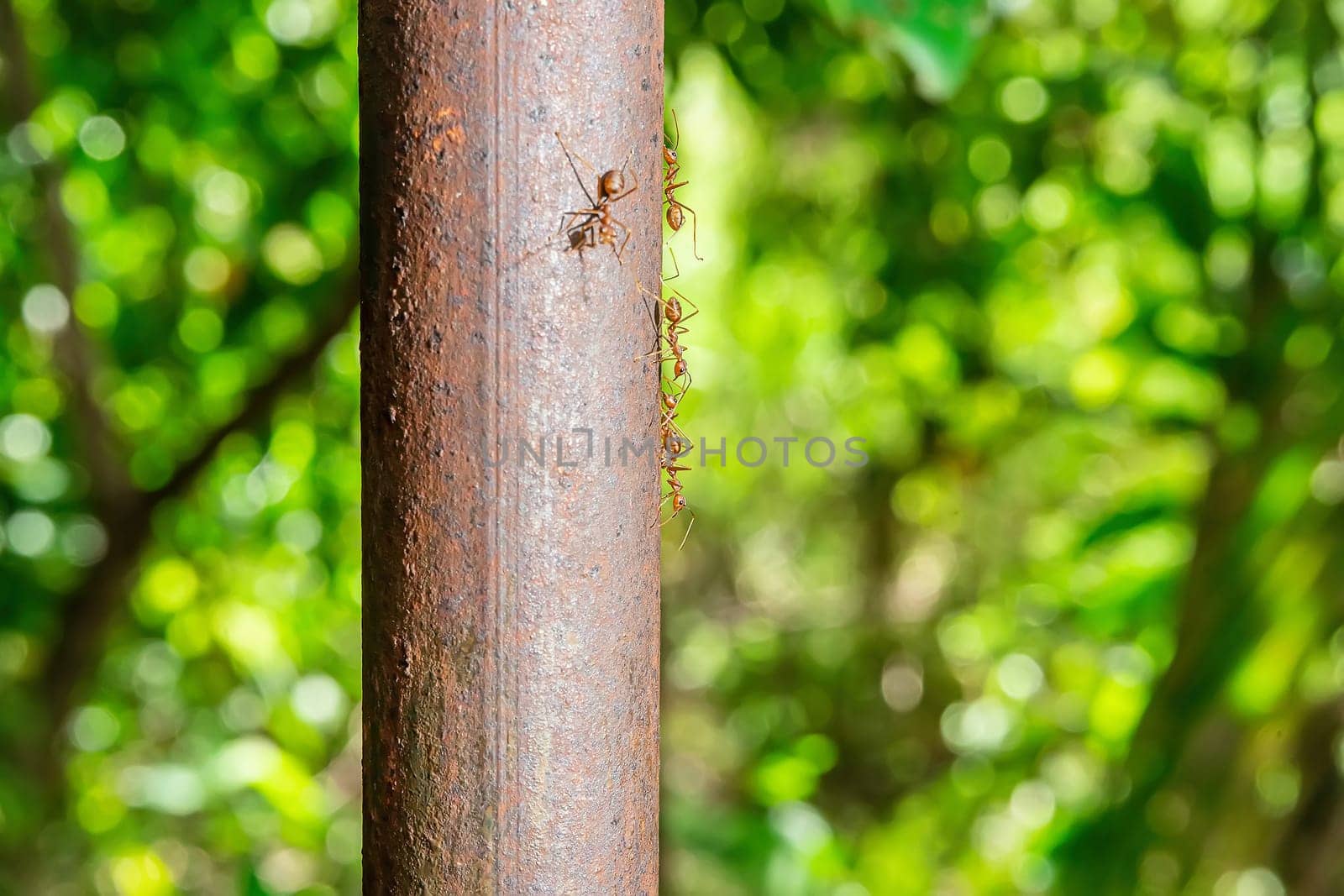 The red ants walking on an iron pole on a nature background.